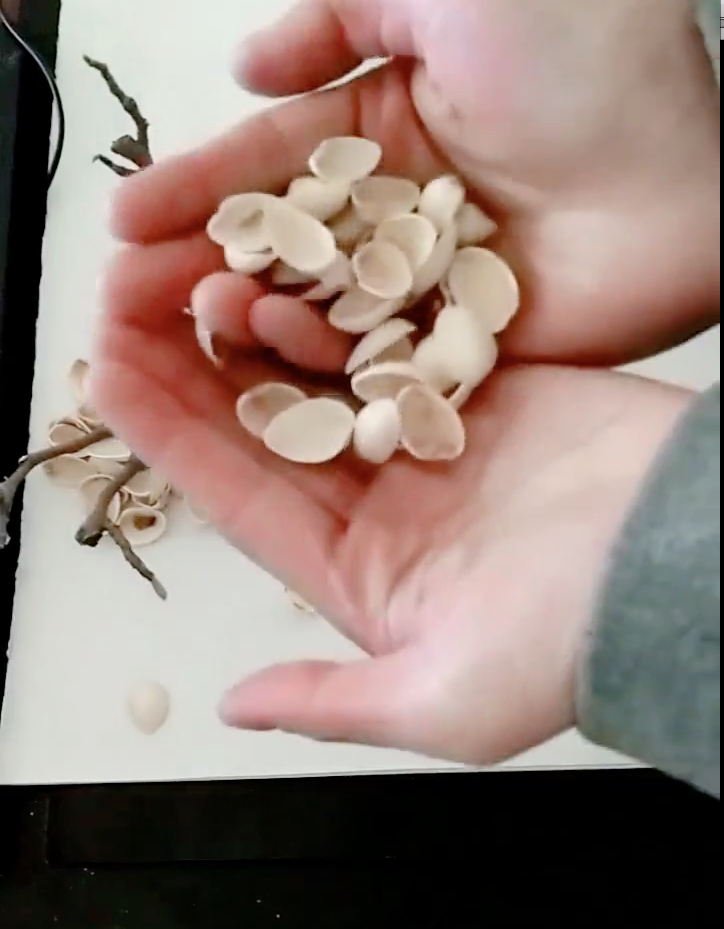 DIY Tree using Pistachio shells