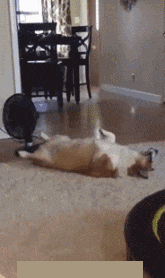 Goofy Gifs To Make You Grin (#1)