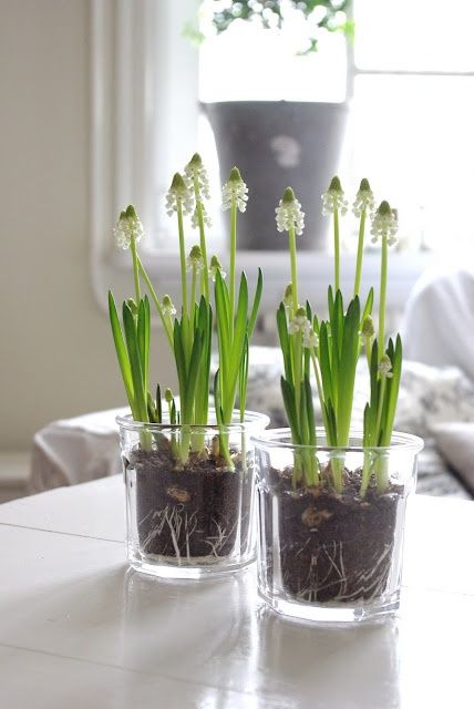 What are the nice vases for home decoration?