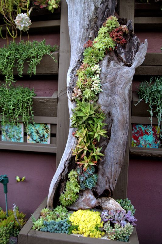 40+ Amazing Succulents Garden Decor Ideas
