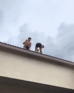 Goofy Gifs To Make You Grin (#1)