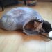 Creative Dog and Cat Bed Ideas We Love | #cat #dog #ideas #Creative