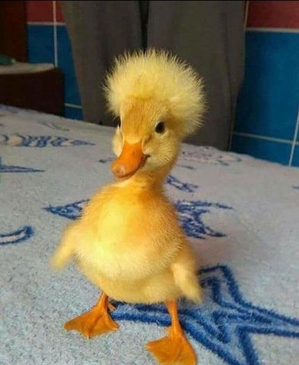 35 Funny Furry Animals To Brighten Your Day Funny animals,cute animals,baby animals
